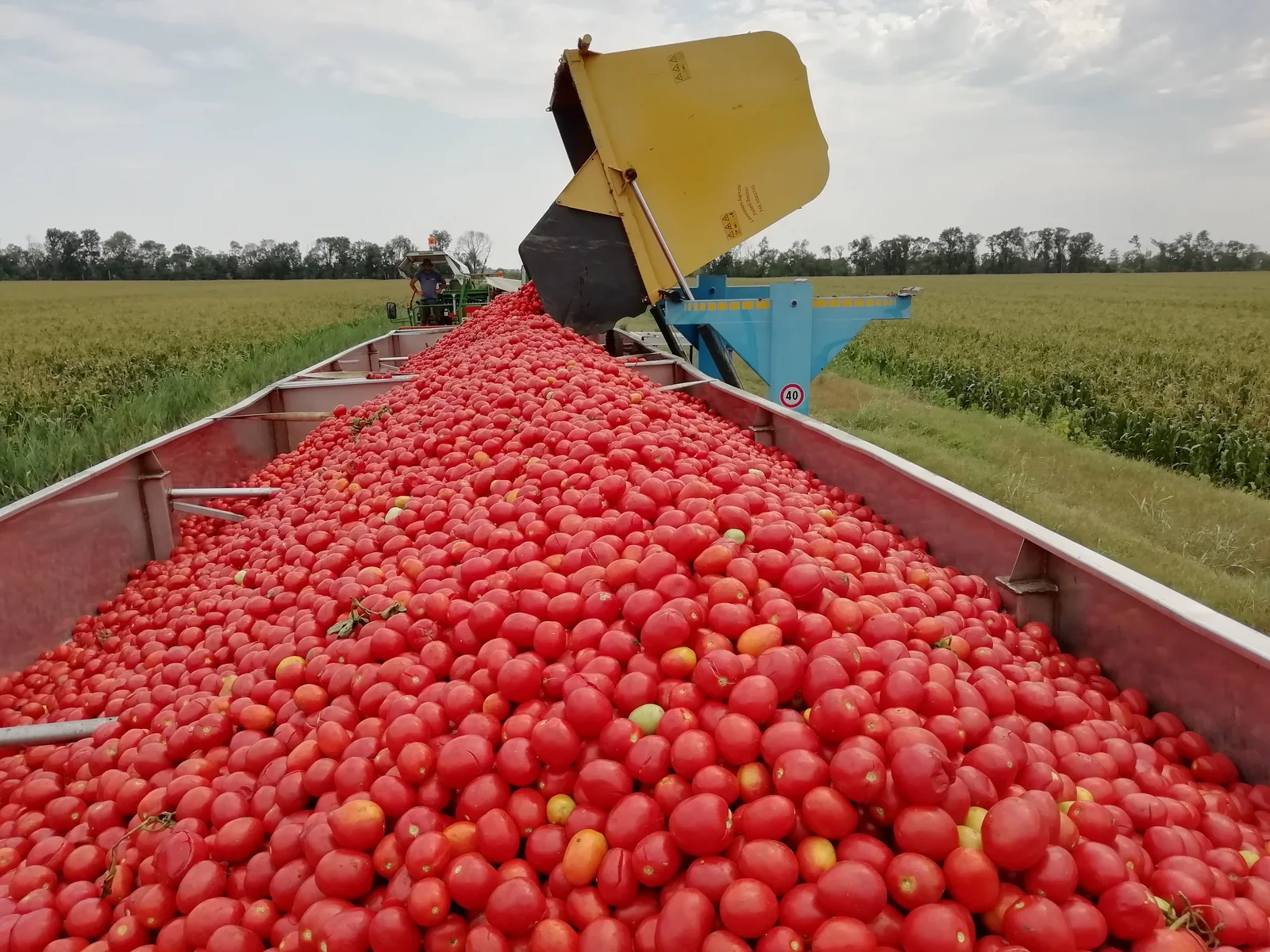 Carico del pomodoro raccolto su rimorchio