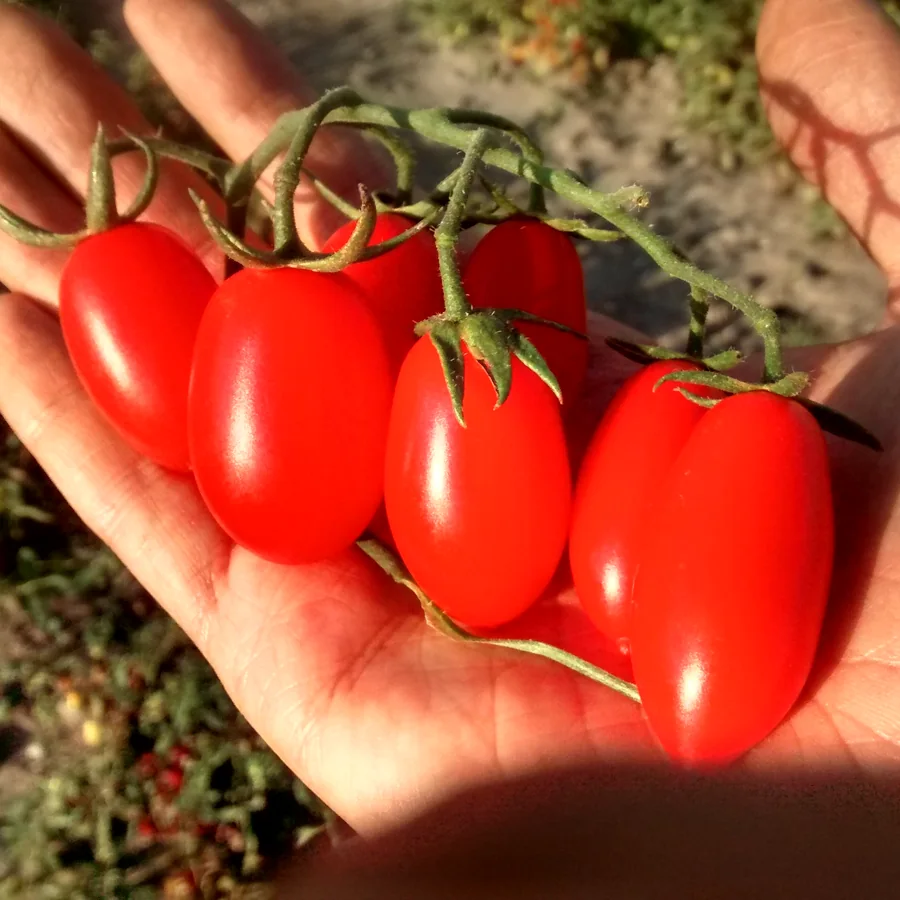 Pomodori maturi tenuti in una mano