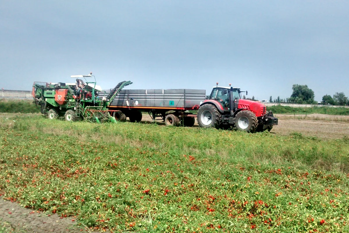 Raccolta meccanica nel campo