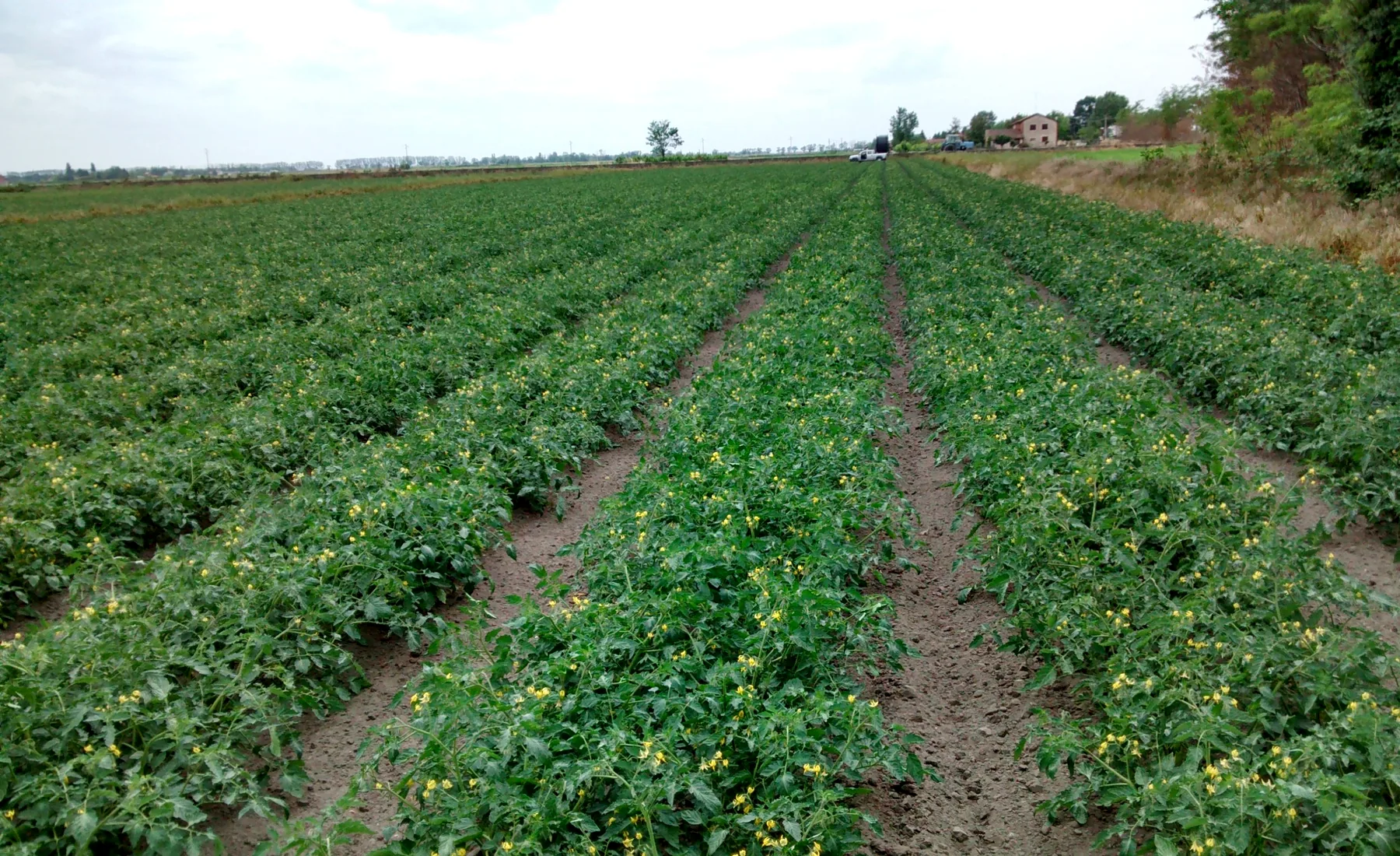 Campo di pomodori