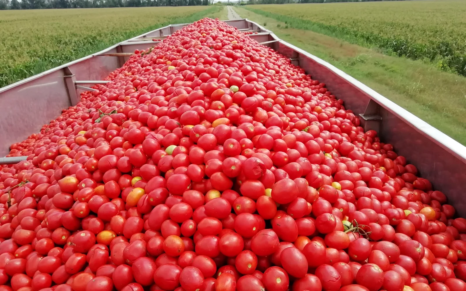 Rimorchio colmo di pomodori appena raccolti